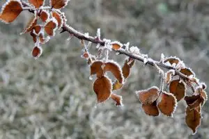 Campos do Jordão frio chega a -0,6 °C e atrai turistas no inverno